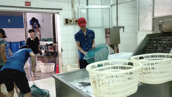 Cooked shrimp production line