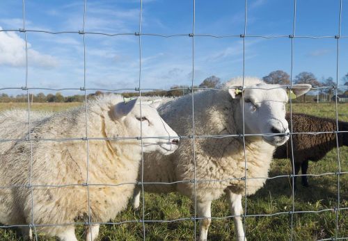 High Fence Field Fencing 3Ft 4Ft 5Ft 6Ft 4 Inch Hole Iron Frame Horse Cattle Livestock Security Deer Field Security Wire Usage