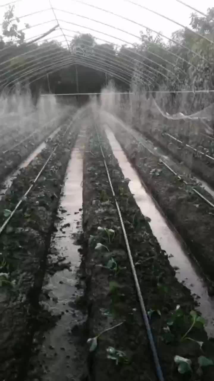 Strawberry micro-spraying hose