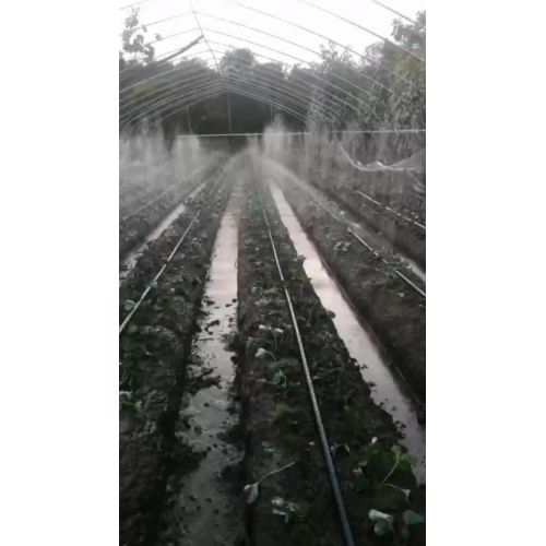 Strawberry micro-spraying hose