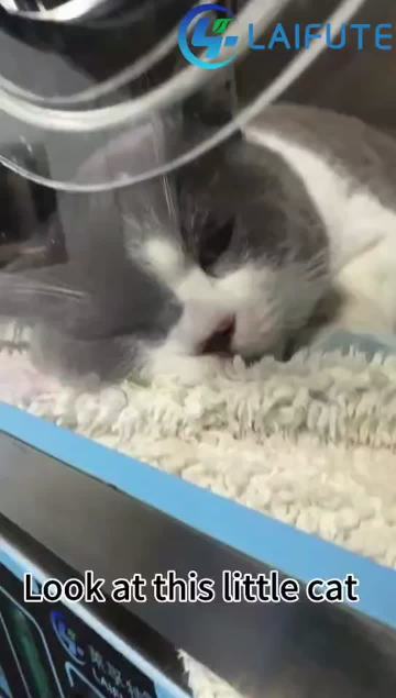Clinical application of kitten heart disease and pulmonary edema in ICU