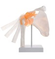 1:1 Life Size Human Skeleton Model FRT026 with Shoulder Joint and Ligaments for Medical Education1