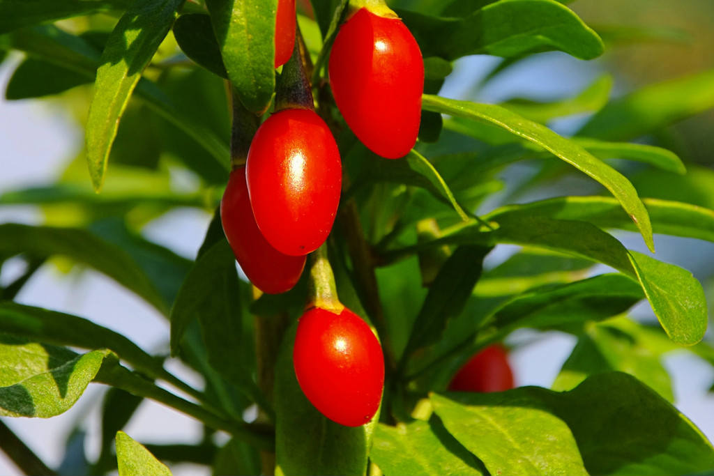 Ningxia Vingen Biotech Industry Co.,Ltd