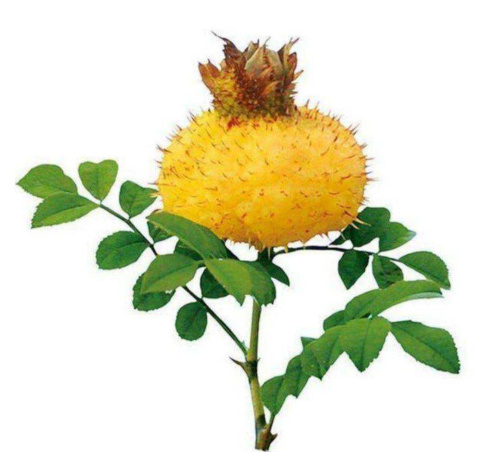 Vitamin C Emperor - Roxburgh Rose