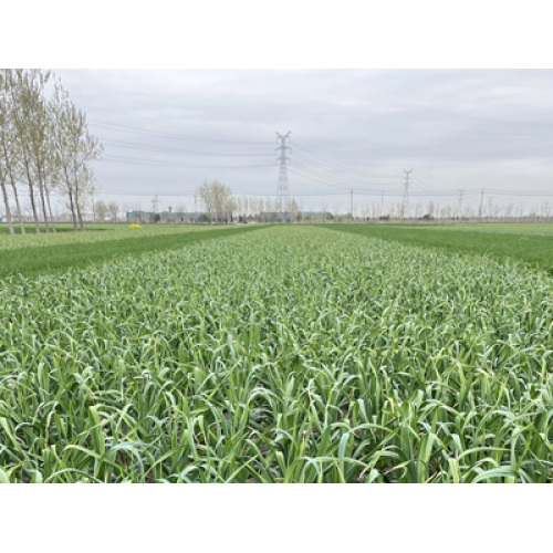 سوق الثوم العالمي يشهد نمواً في الحجم وسط تقلبات الأسعار، مدفوعاً بالطلب والتقدم التكنولوجي في عام 2026