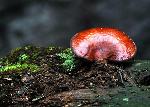 Ganoderma lucidum es uno de los hongos medicinales más importantes