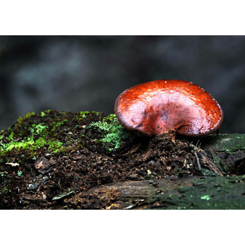 Ganoderma lucidum é um dos fungos medicinais mais importantes