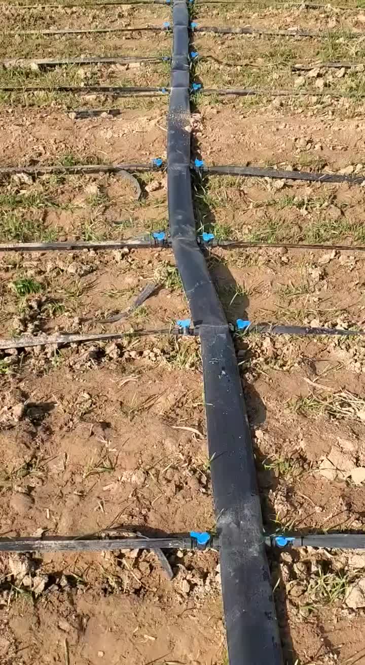 Wheat drip irrigation system