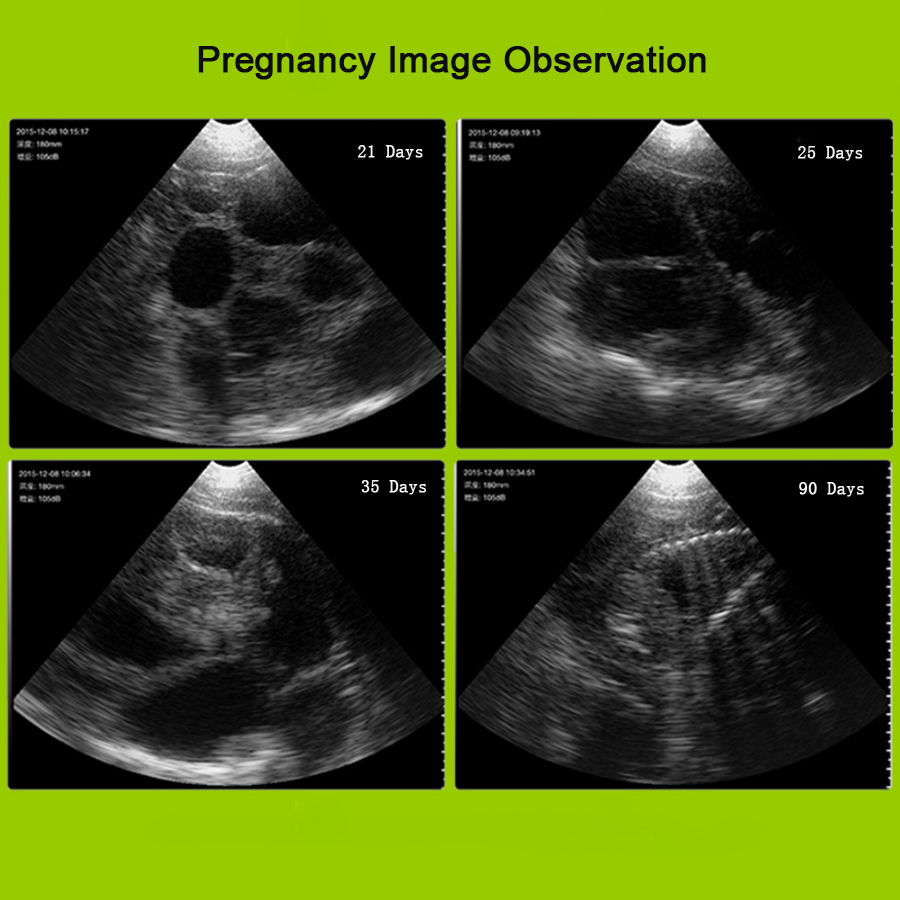 pet ultrasound