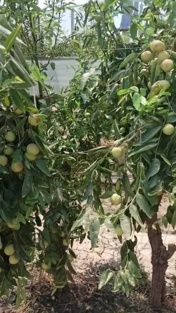 2024.9.10 jujube