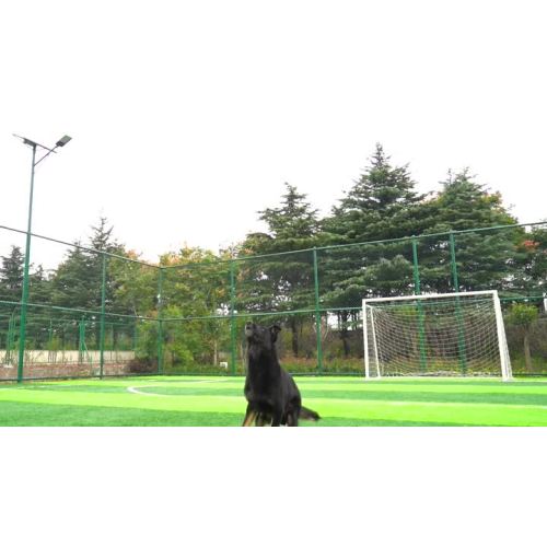 Wild-Eber-Ei-Hundeschleifen und -training-Spielzeug