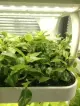 Pertanian microgreen aquaponics dalaman menegak hidroponik