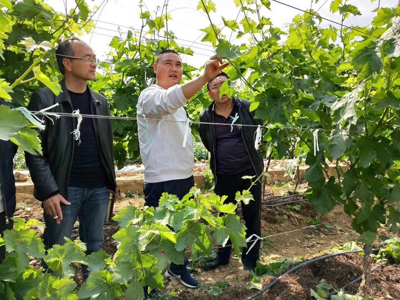 Grape planting base