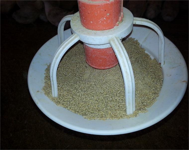 Poultry Pan Feeding System