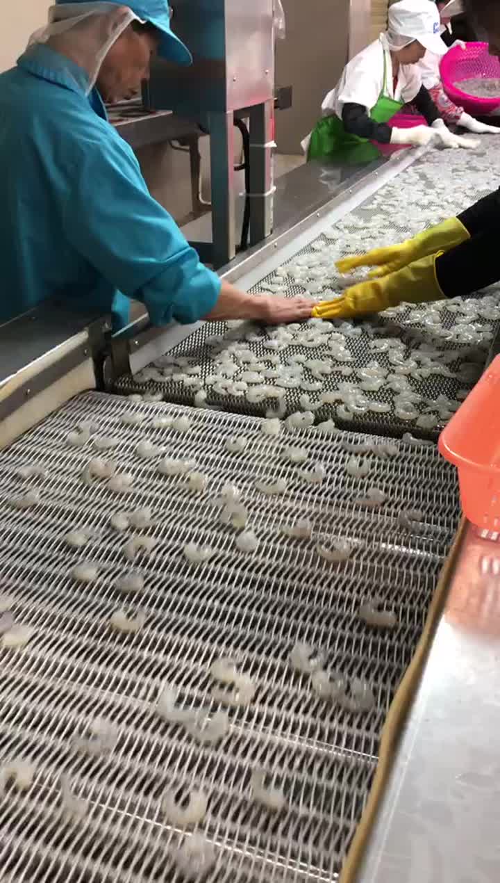 shrimp meat distributing for freezing by spiral