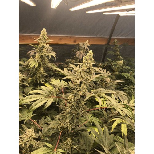 ¿Son buenas las luces de cultivo LED para las marijuanas?