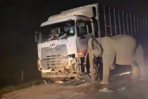 L'incidente straziante in Malesia evidenzia urgente bisogno di protezione della fauna selvatica