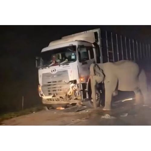 L'incidente straziante in Malesia evidenzia urgente bisogno di protezione della fauna selvatica
