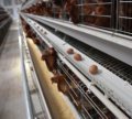Fully Automated Chicken Layer Cage Equipment for Poultry Farming1