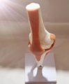 High Quality PVC Transparent Human Knee Joint Anatomical Model1