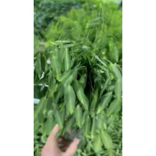 قطع العشب الطازج للباقات