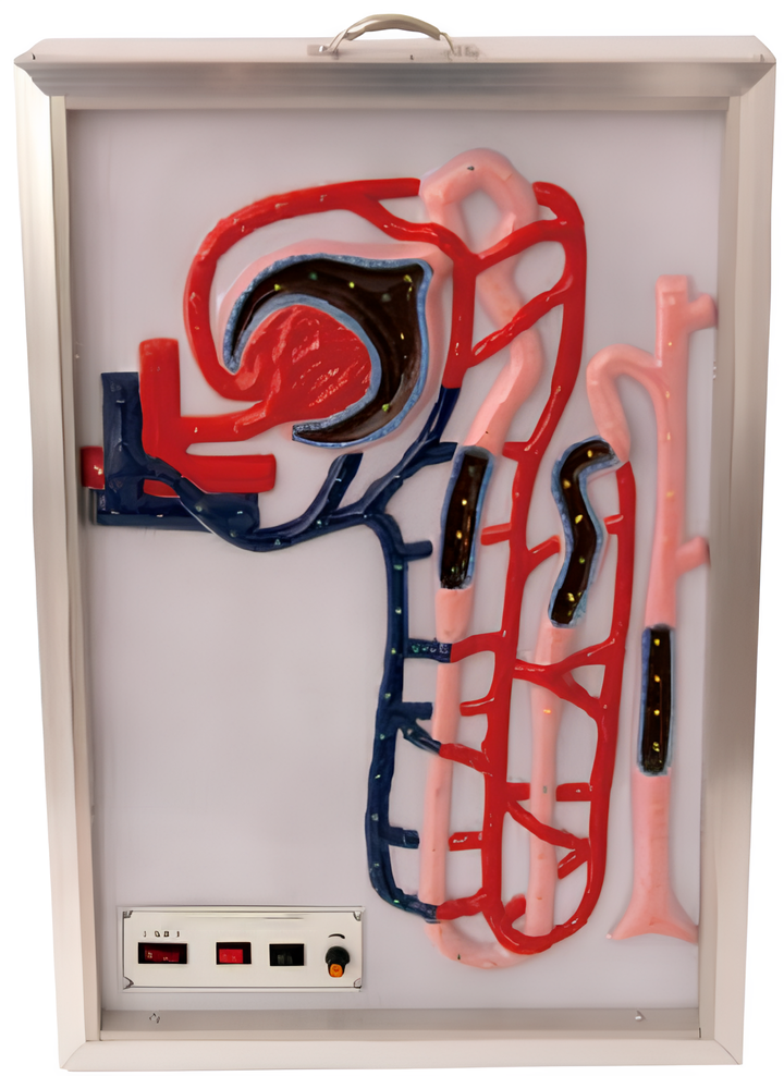 Dynamic model of urine formation