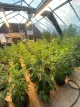 Auto Light Dep Greenhouses &amp; Retrofit Kits