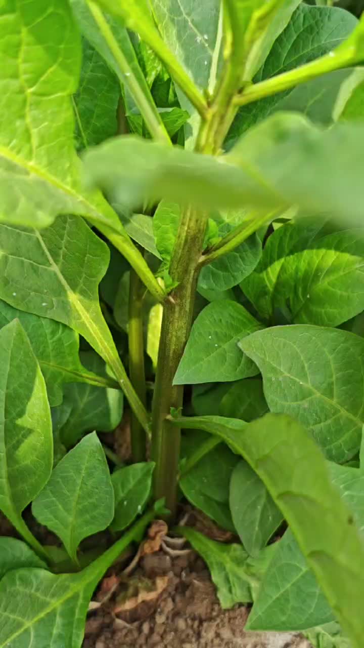 Belladonna Leaf and Stem Development Close-Up