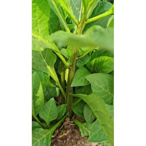 Belladonna Leaf and Stem Development Close-Up