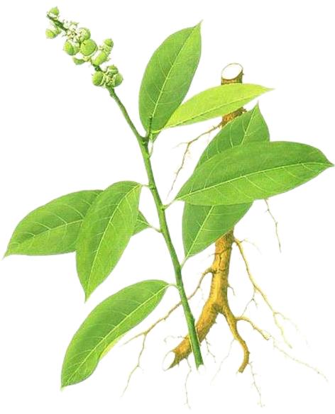 Extracto de té dulce