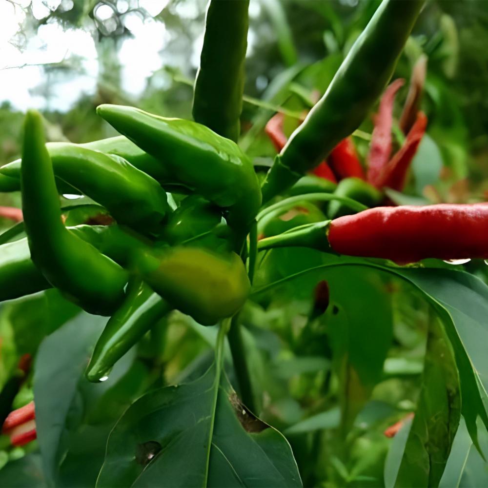Sichuan Pepper Jpg