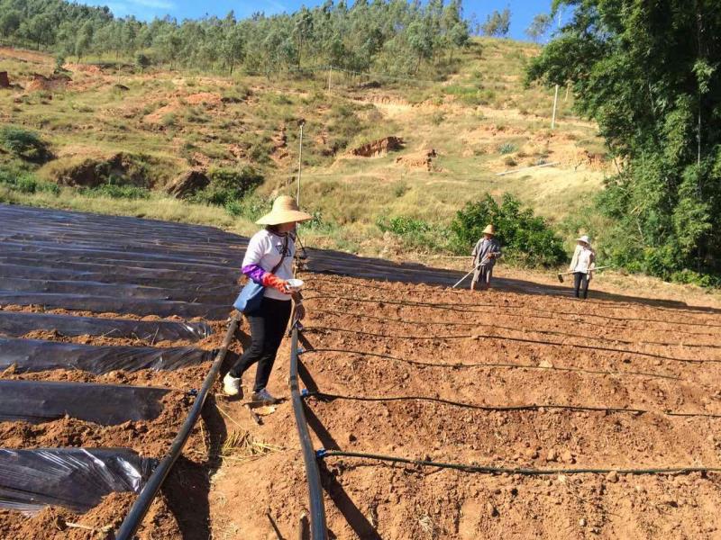Raw Material Plantation