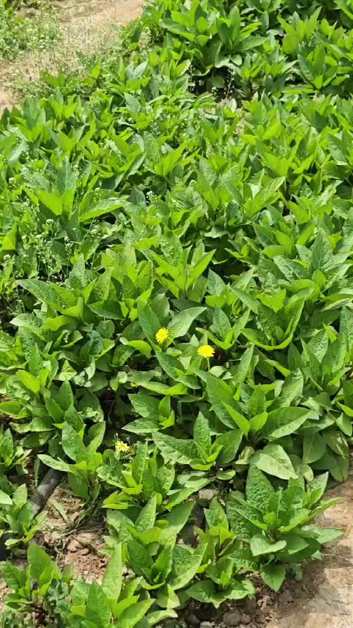 Atropa Belladonna Growth Stage Timelapse