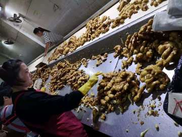 GINGER PROCESSING IN FACTORY