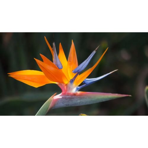 Tropical Flowers That Will Make You Think of Hawaii-Bird of Paradise Flowers