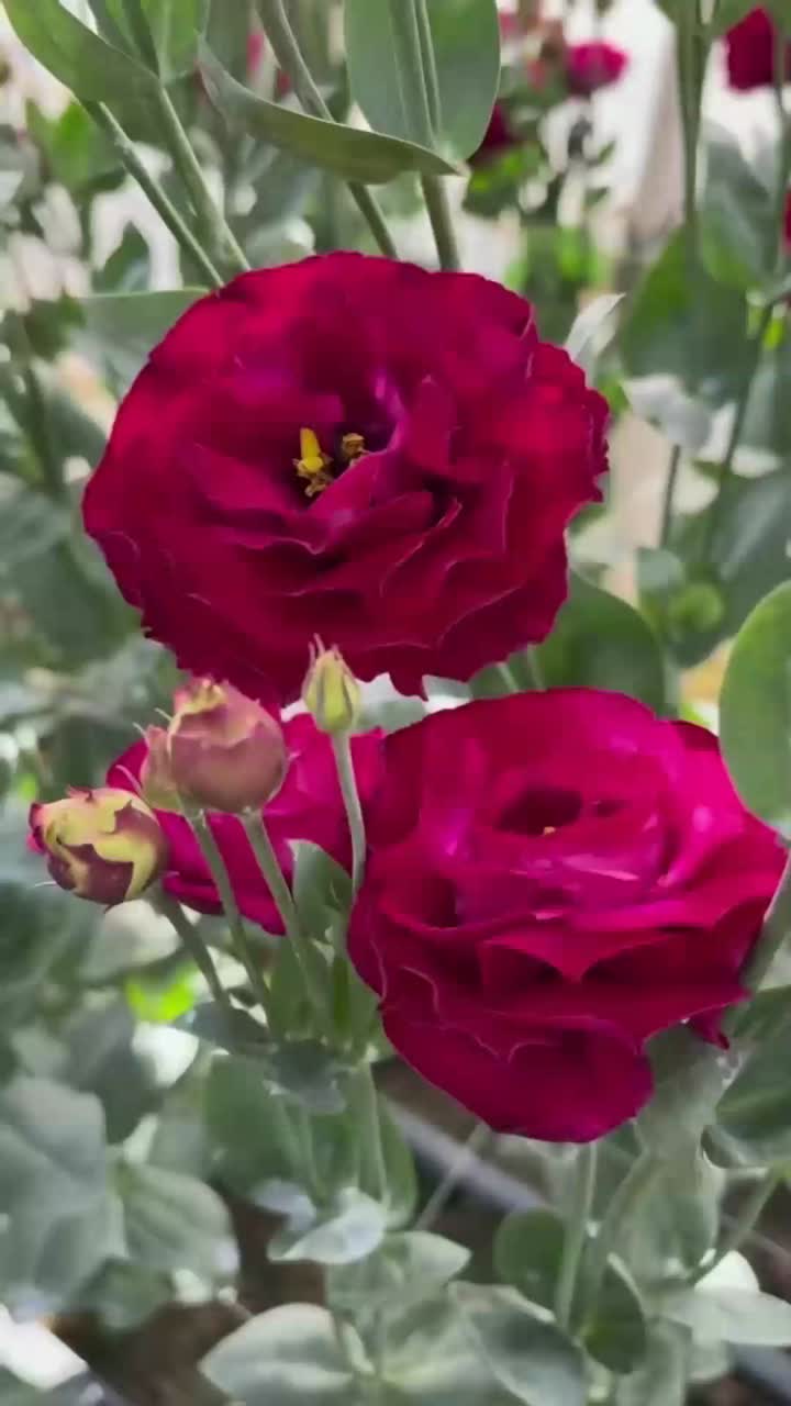 তোড়া জন্য উচ্চ মানের বারগান্ডি ডাবল Lisianthus ফুল তাজা কাটা ফুল