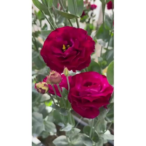 তোড়া জন্য উচ্চ মানের বারগান্ডি ডাবল Lisianthus ফুল তাজা কাটা ফুল