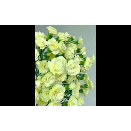 স্প্রে কার্নেশন ইমাজিনেশন
