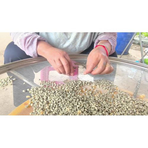 Seleção manual de grãos de café