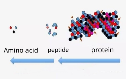 Supply of peptides and polypeptides