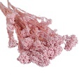 Real Touch Natural Bleached Rice Flower & Preserved Millet Flowers for Factory Supply - Floral Arrangements1