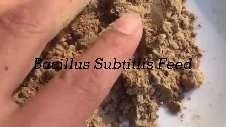 alimentación de bacillus subtitlis