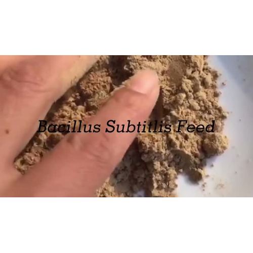 bacillus subtitlis feed 