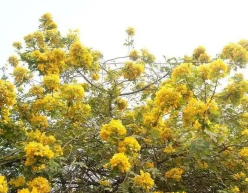 Фермент смартсофоры для здоровья кожи