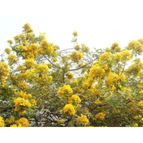 Фермент смартсофоры для здоровья кожи