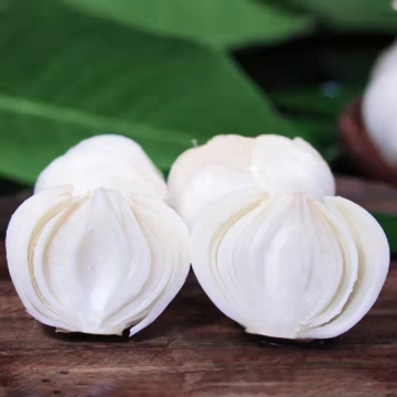 Lanzhou Lily