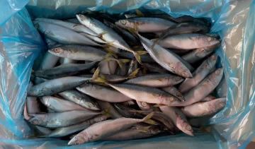 Mackerel Whole Round