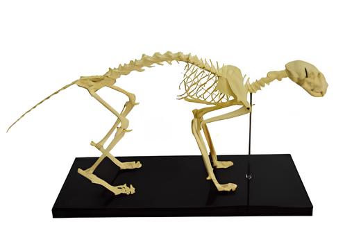 Cat Bone Model