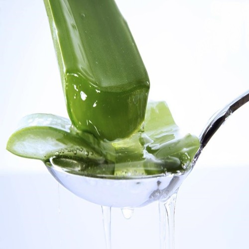 Description détaillée des effets pharmacologiques de l'extrait d'aloe vera - détoxification et amincissement beauté et anti-âge