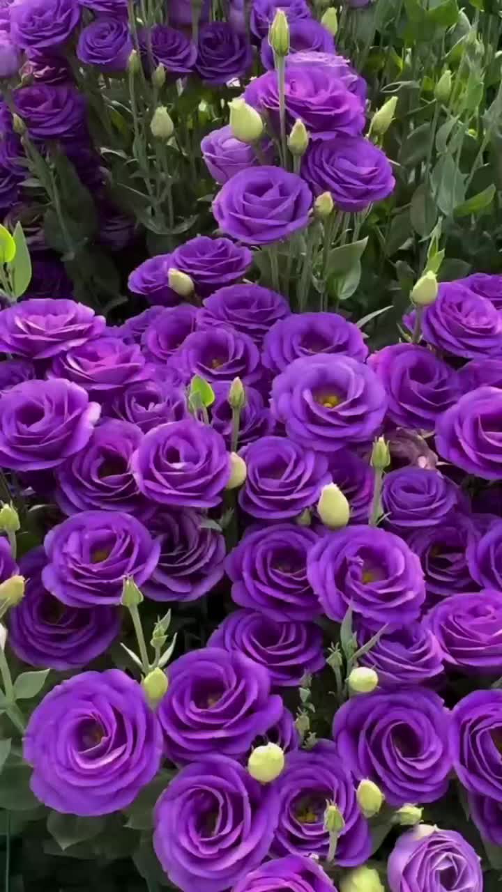 তাজা কাটা ফুলের বেগুনি ডাবল Lisianthus